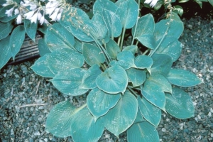 Spring Shower, Hosta